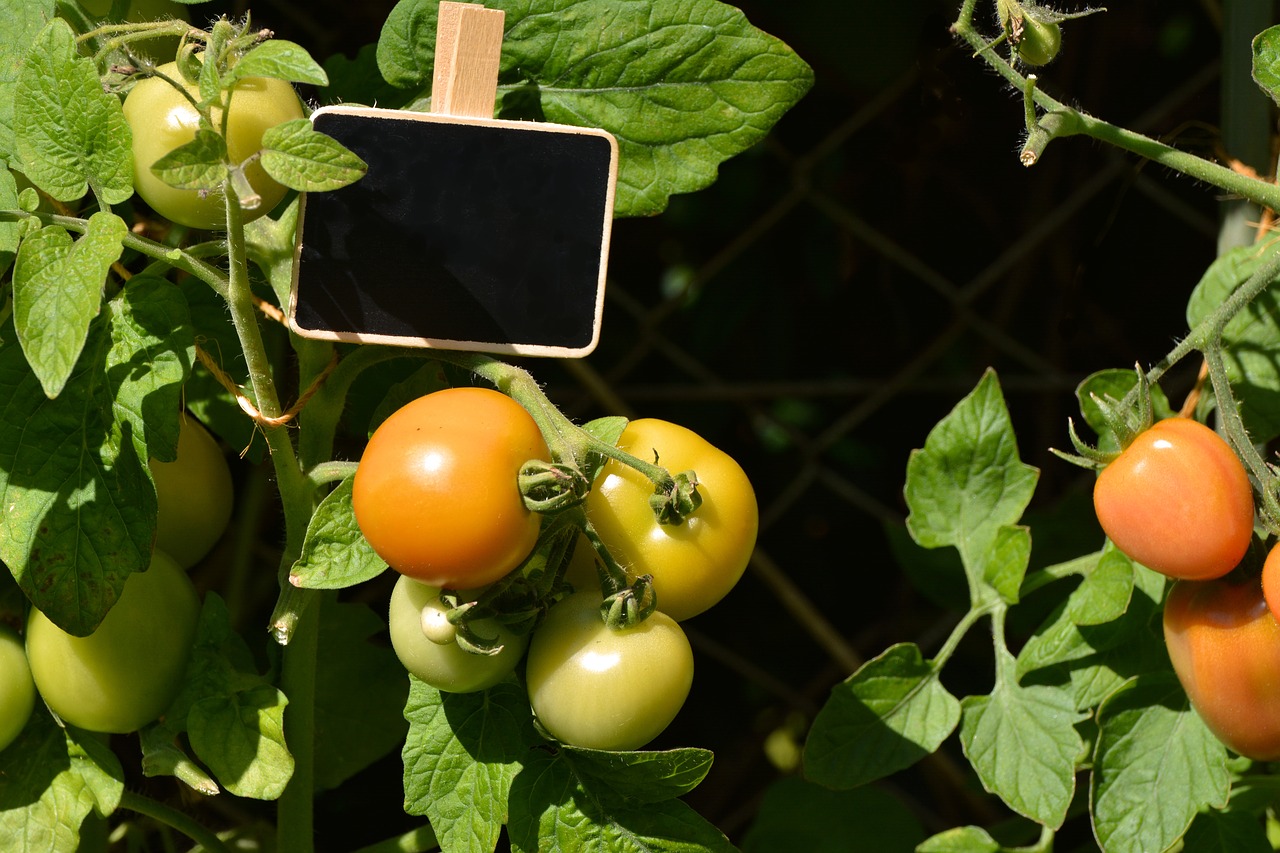 Image - tomatoes tomato shrub mature