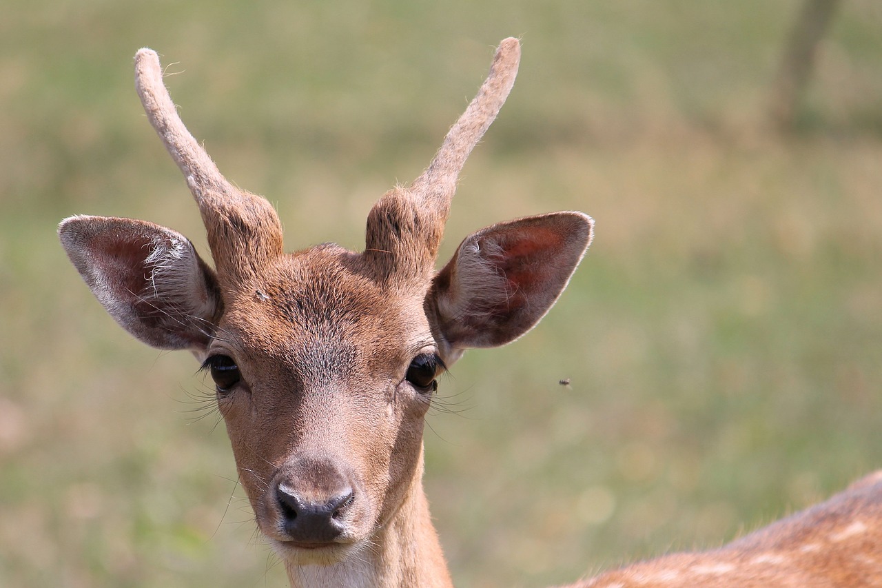 Image - roe deer fallow deer nature antler