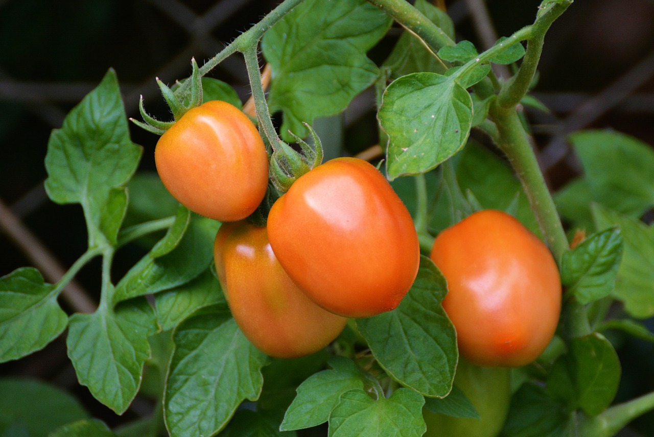 Image - tomatoes roma tomatoes bush tomatoes