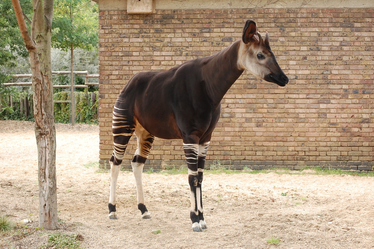 Image - okapi animal zoo mammal africa