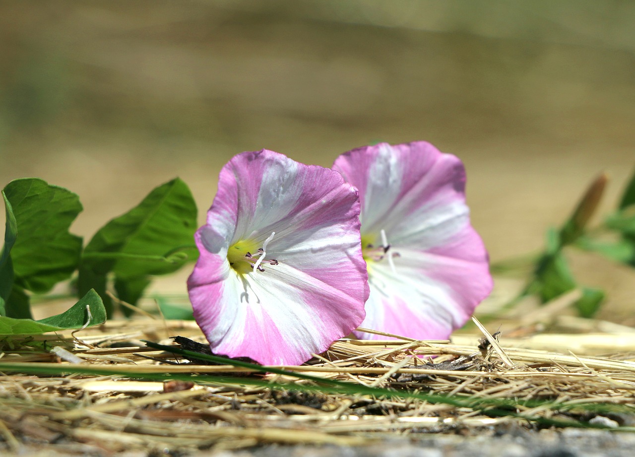 Image - bindweed flowers weed parasite