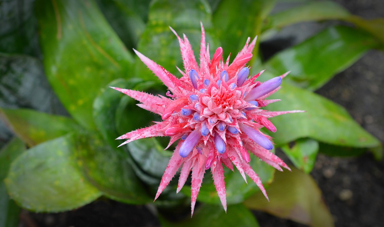 Image - aechmea fasciata blossom bloom pink