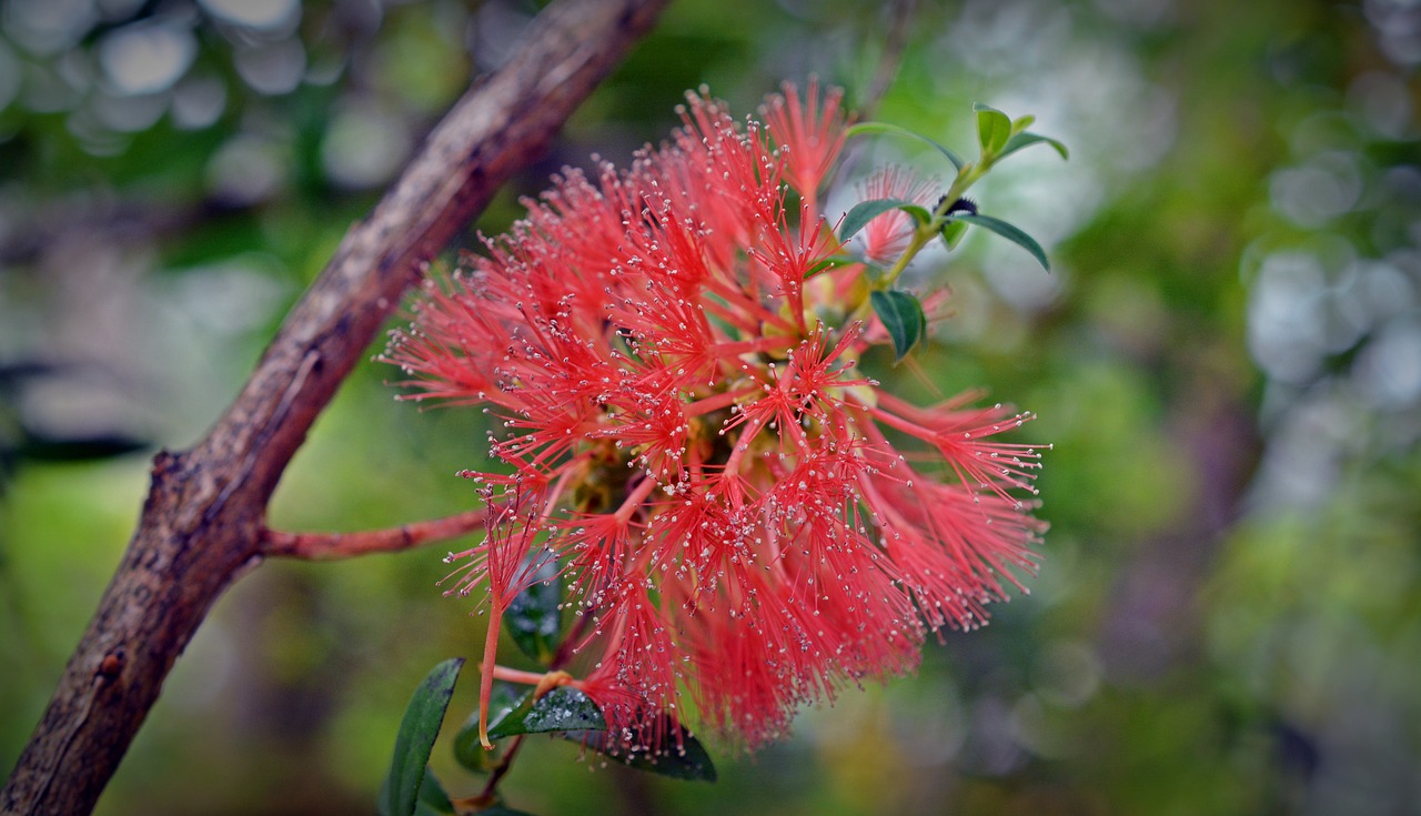 Image - myrtaceae myrtle plant red blossom