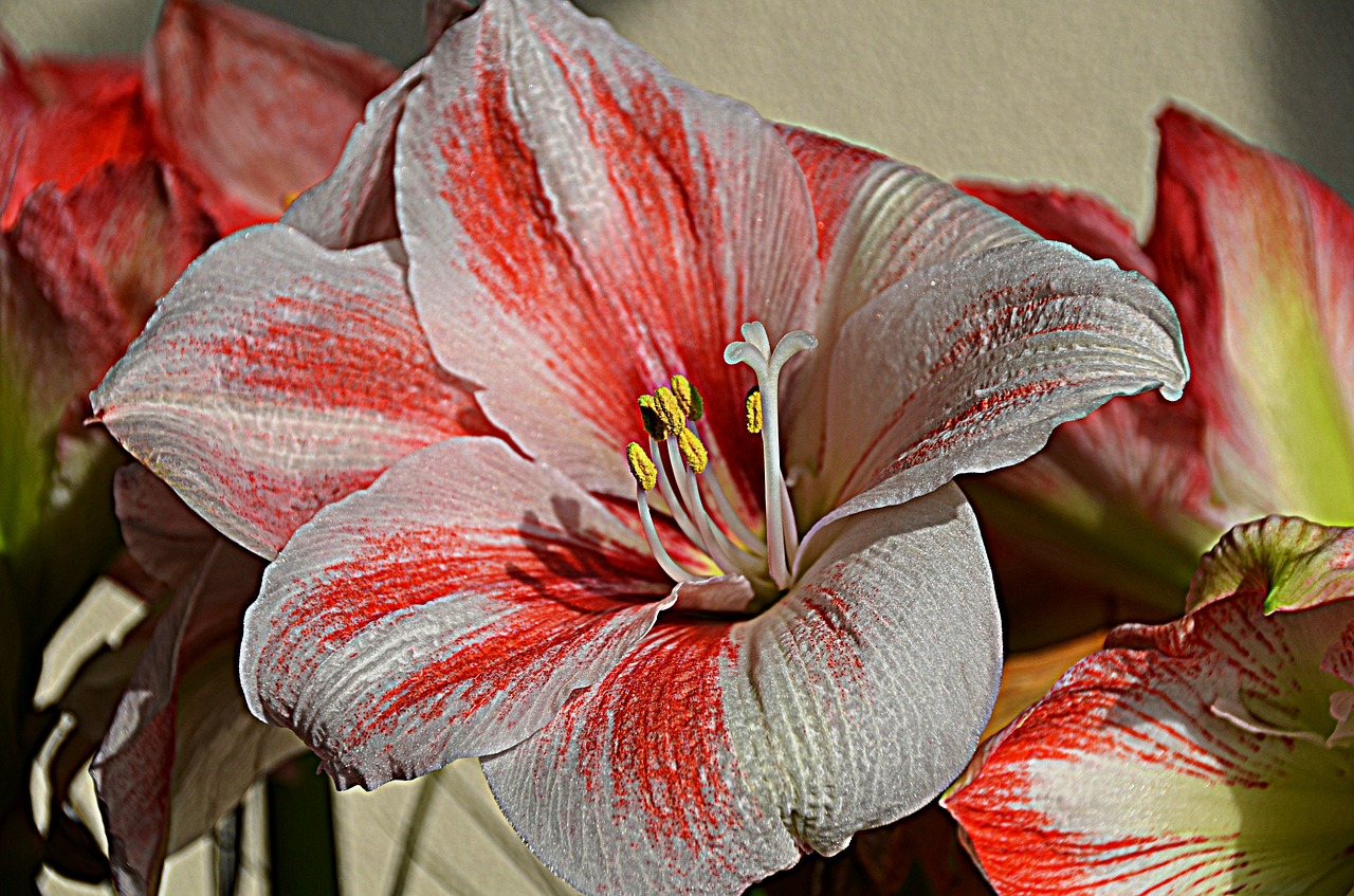 Image - flower lily chalice pink red