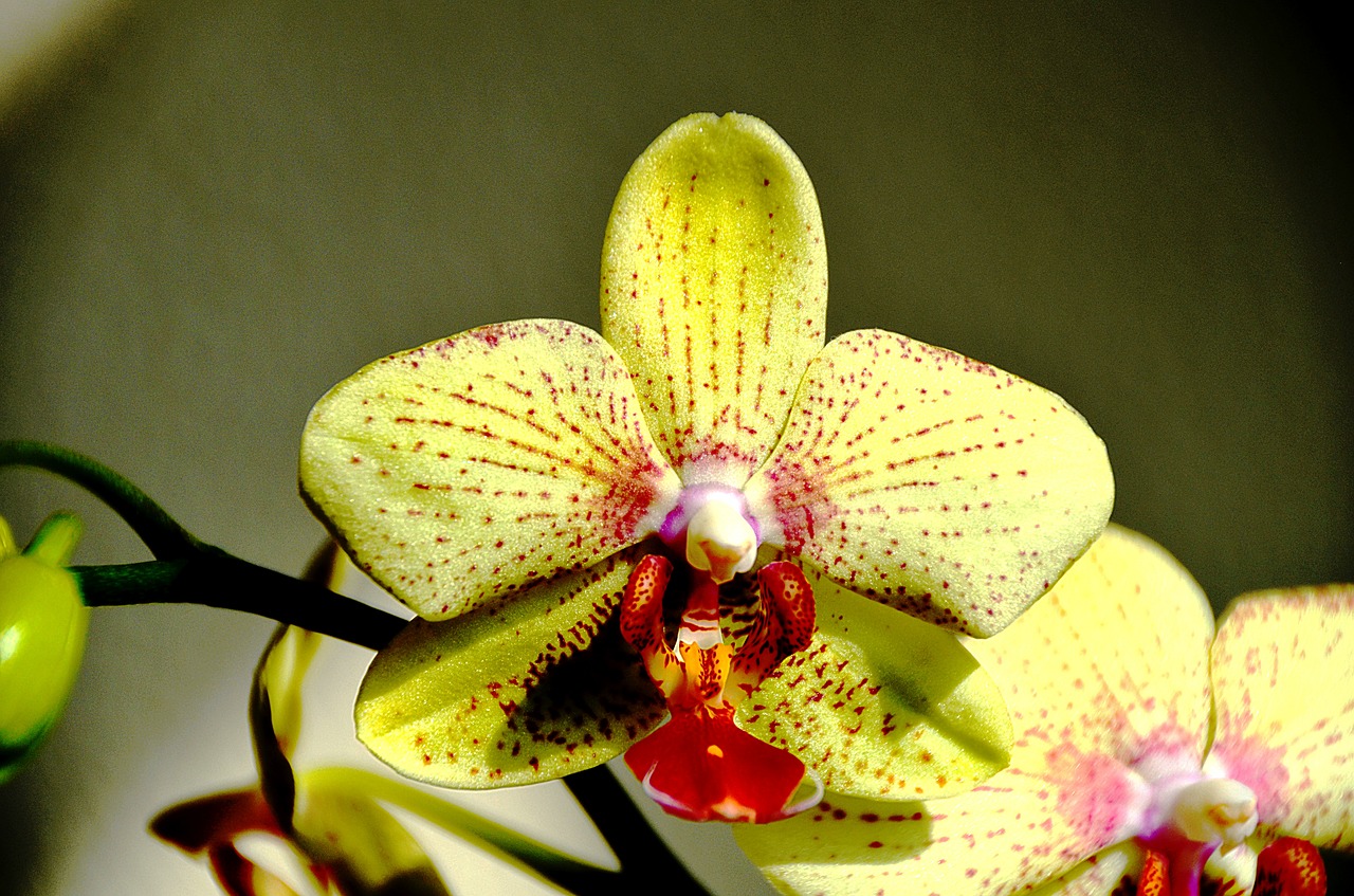 Image - orchid yellow flower pink red