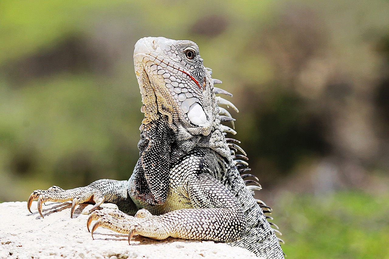 Image - iguana curaçao nature animal