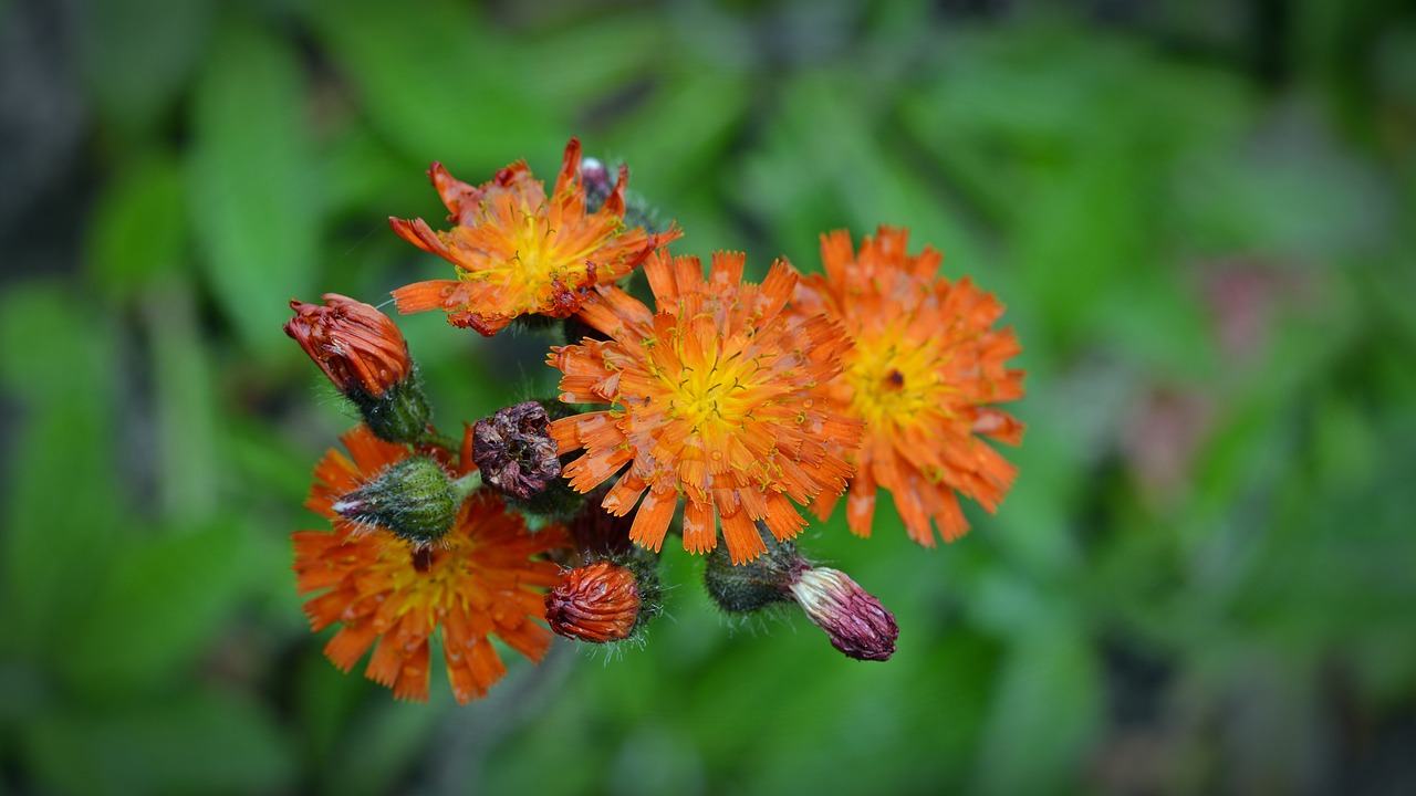 Image - orangrotes hawkweed