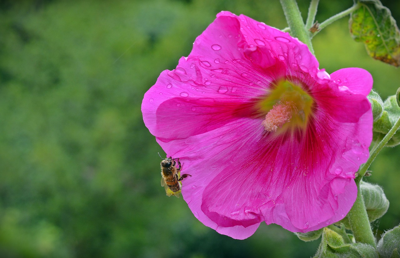 Image - althaea rosea blossom bloom bee