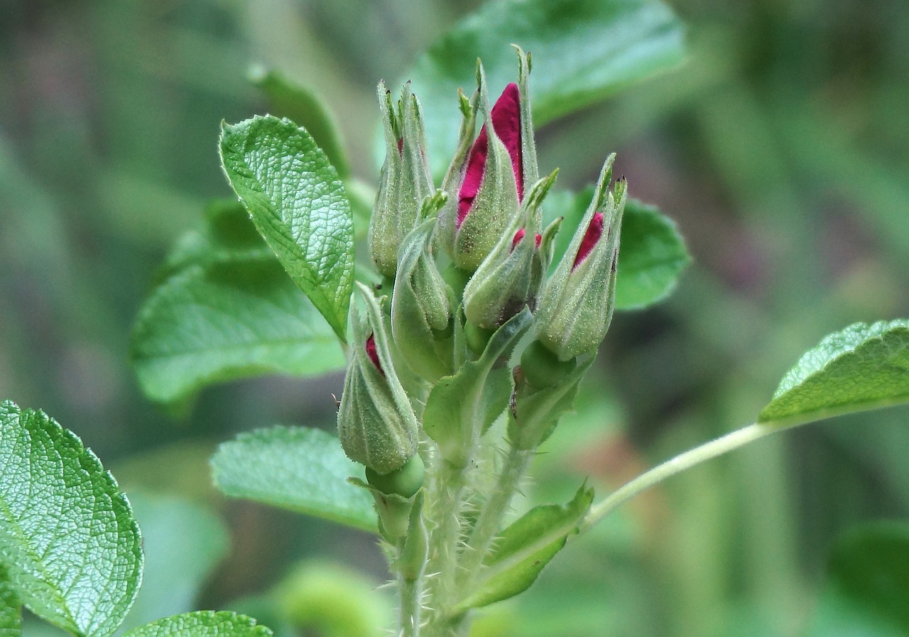 Image - rose bud cluster rose buds flower