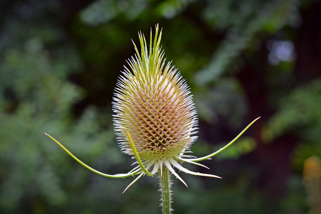 Image - dipsacus fullonum wild teasel plant