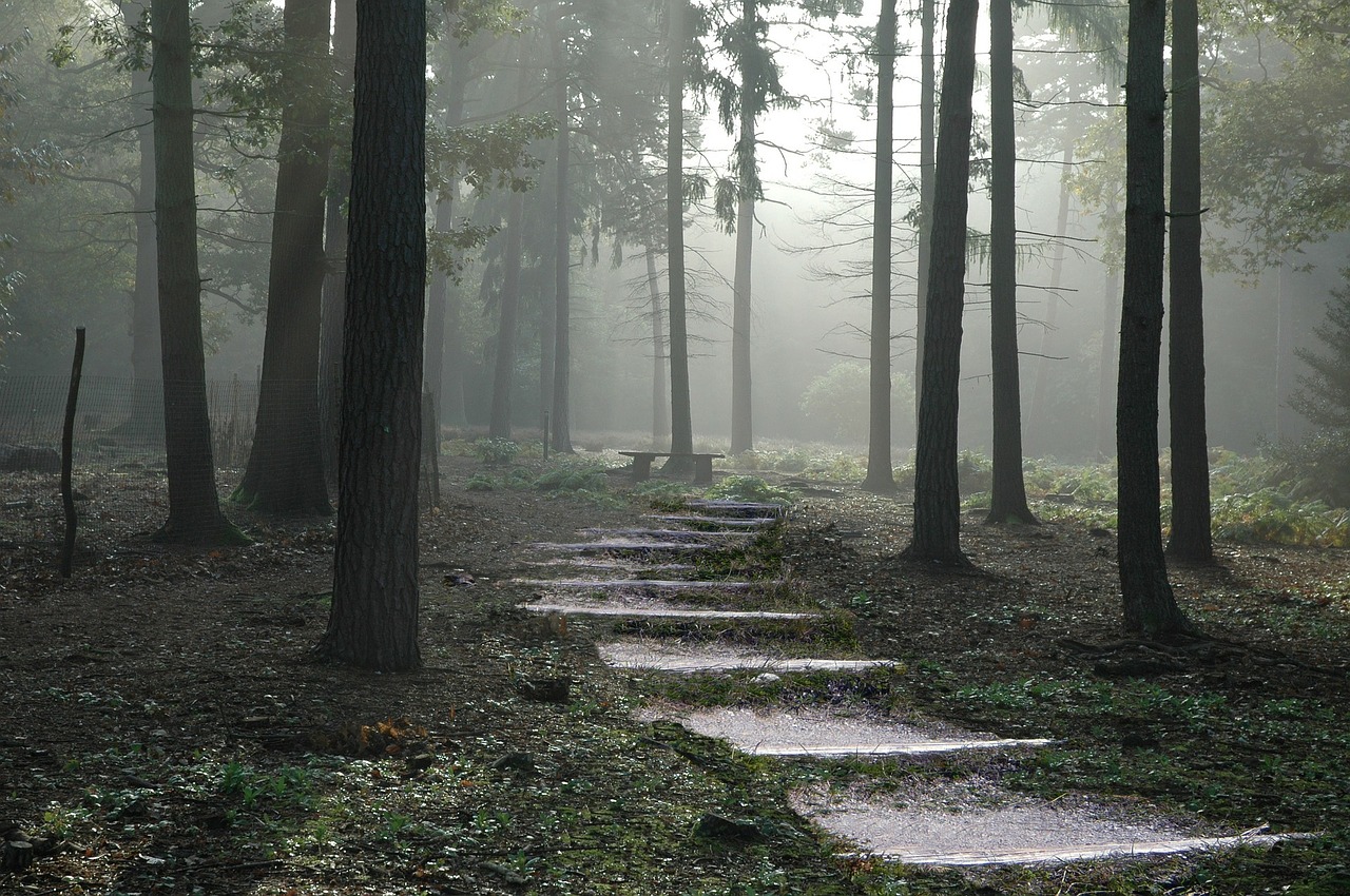 Image - forest path nature green outdoor