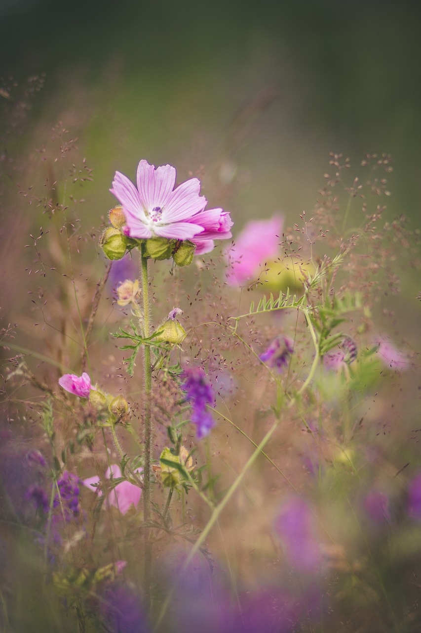 Image - flower mallow nature summer