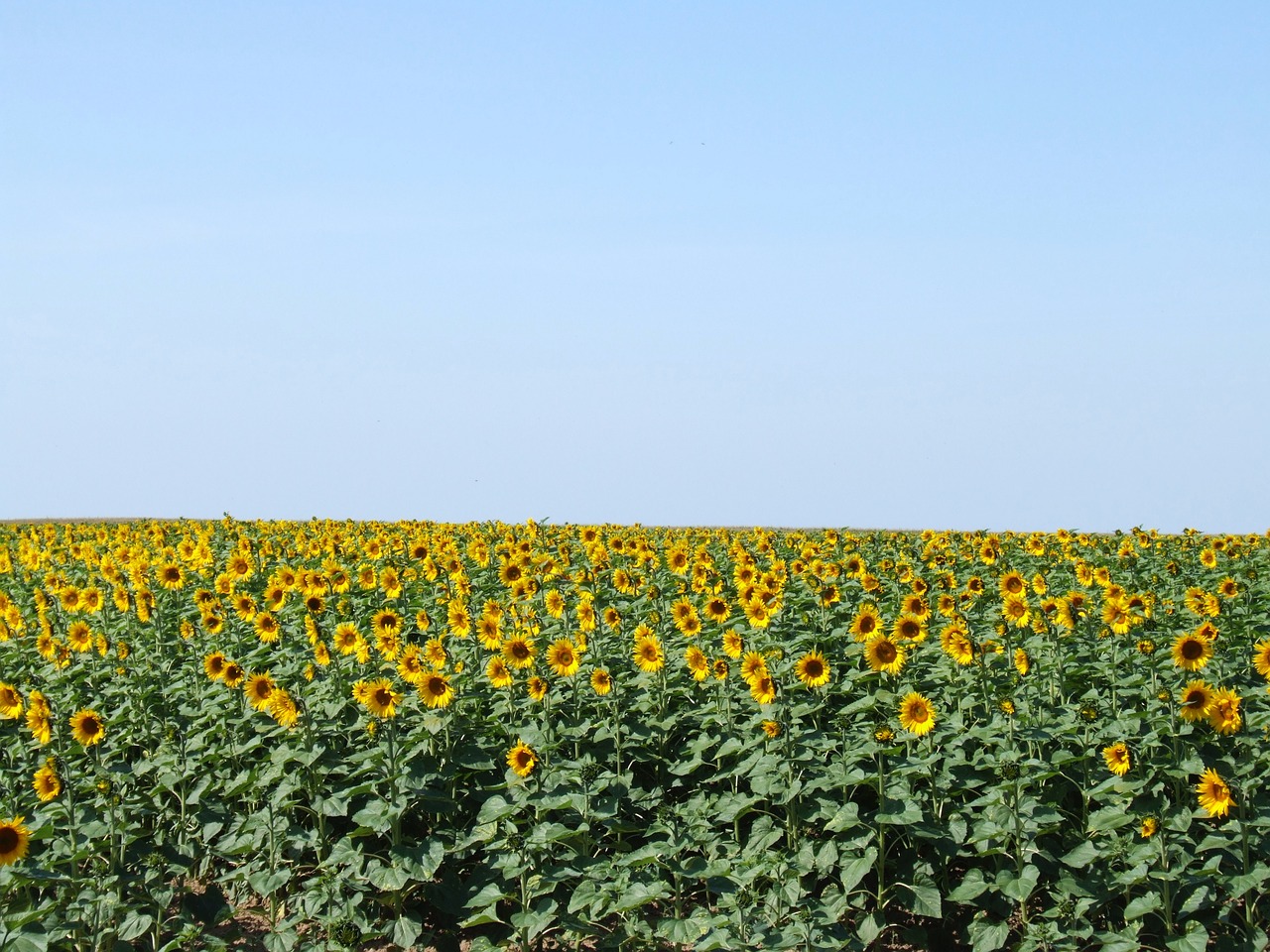 Image - france sunflowers blue sky yellow