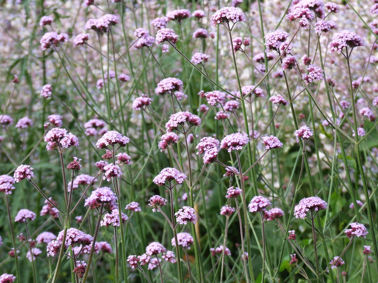 Image - verbena flower nature wild field