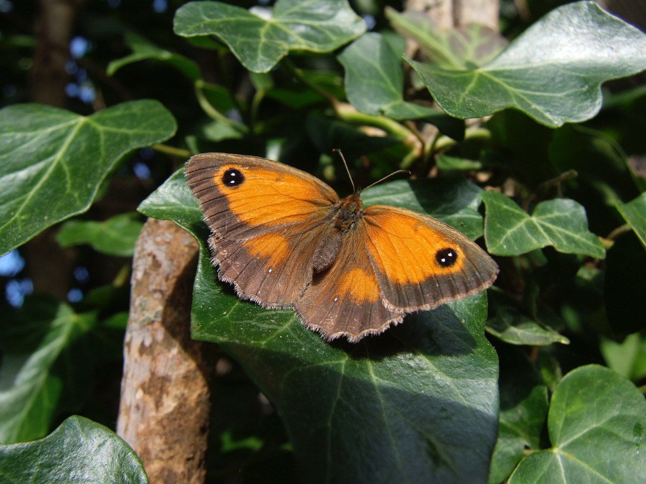 Image - butterfly sussex uk nature