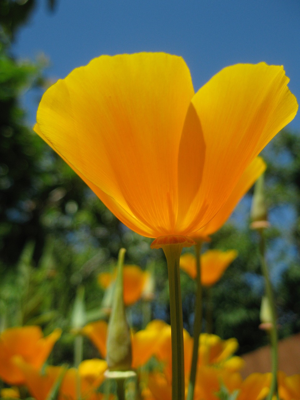 Image - californian poppy orange summer