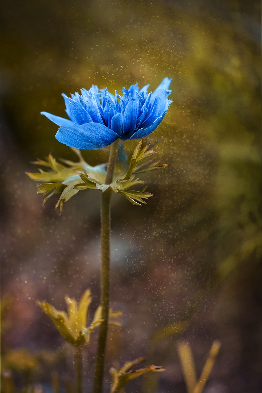 Image - anemone blue blue anemone flower