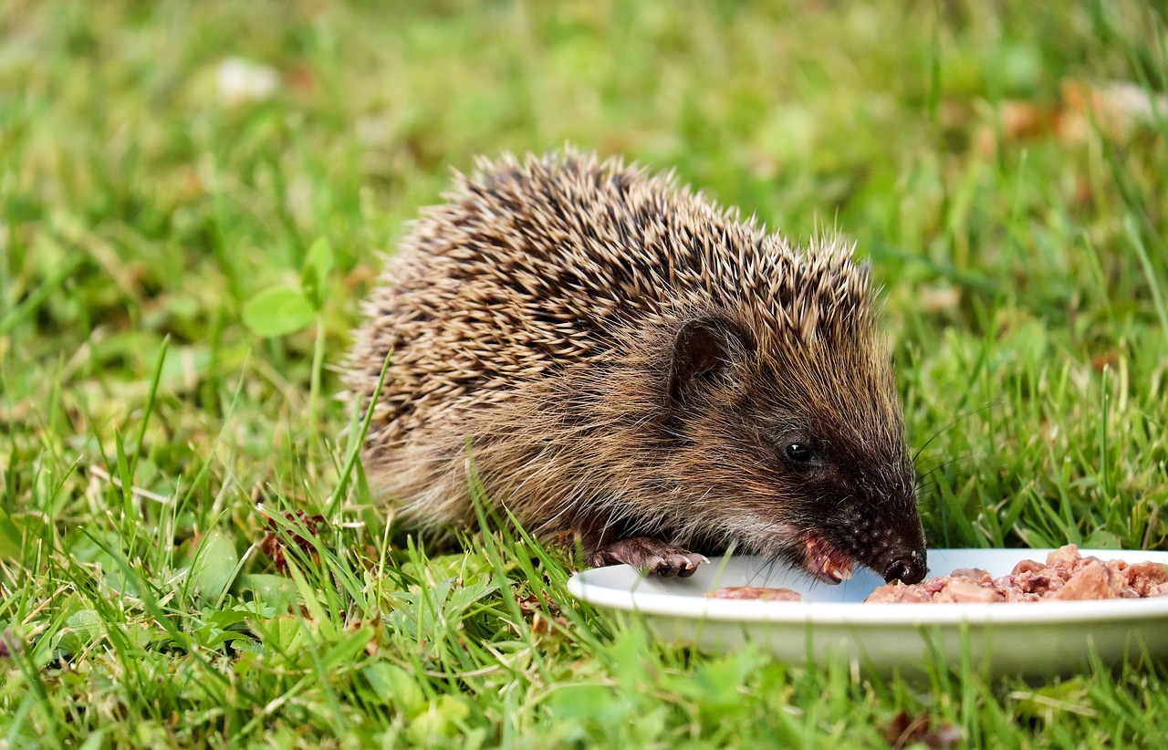 Image - hedgehog animal mammal hannah