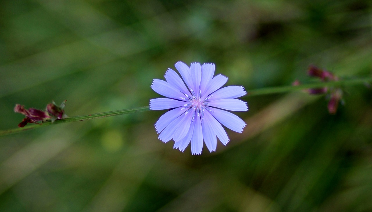Image - chicory flower blue delicate