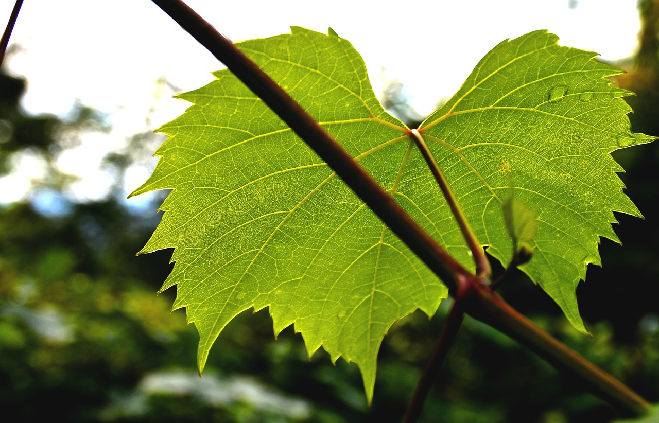 Image - wine leaf ranke plant nature