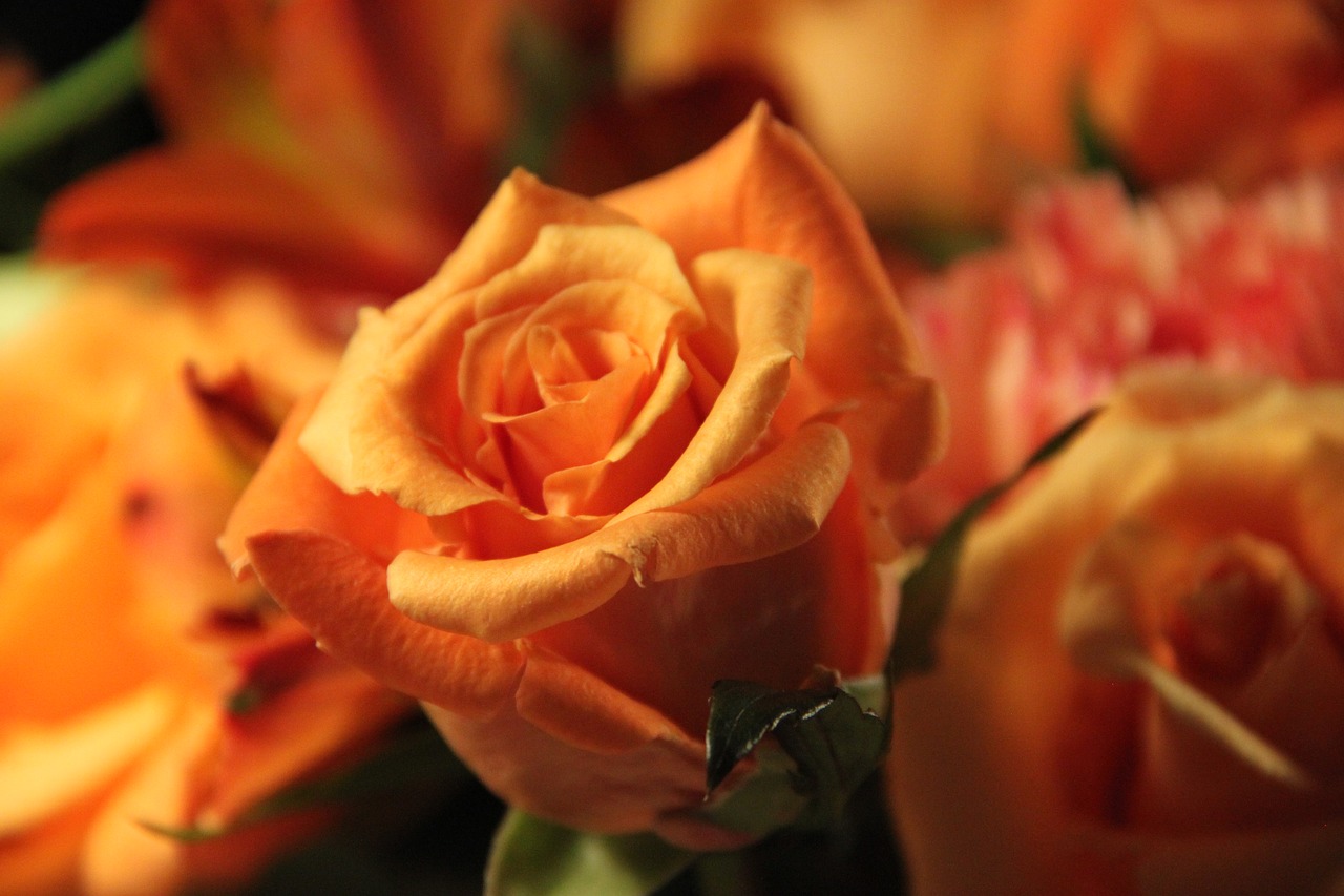 Image - rose orange nature yellow flora