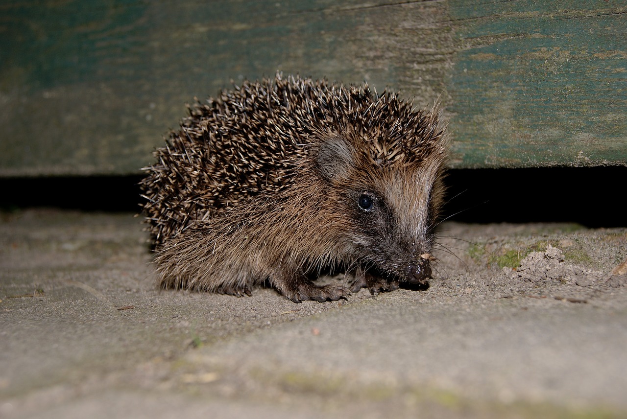 Image - hedgehog garden outdoor nature