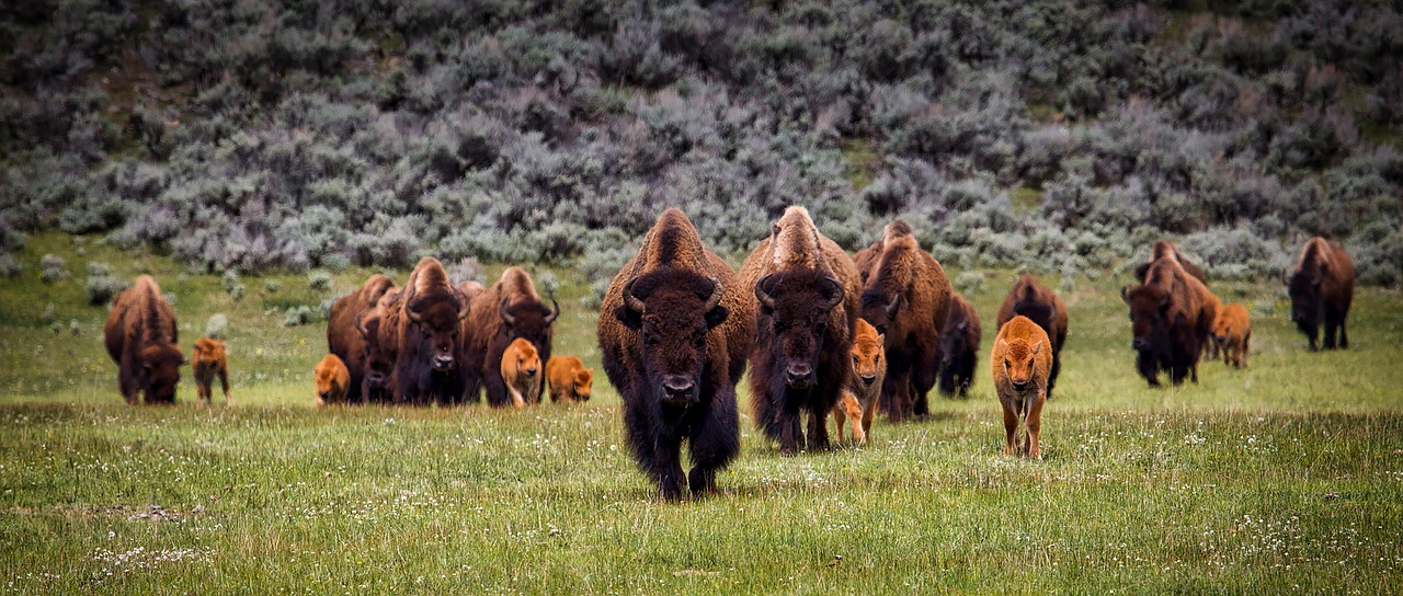 Image - bison buffalo herd wildlife