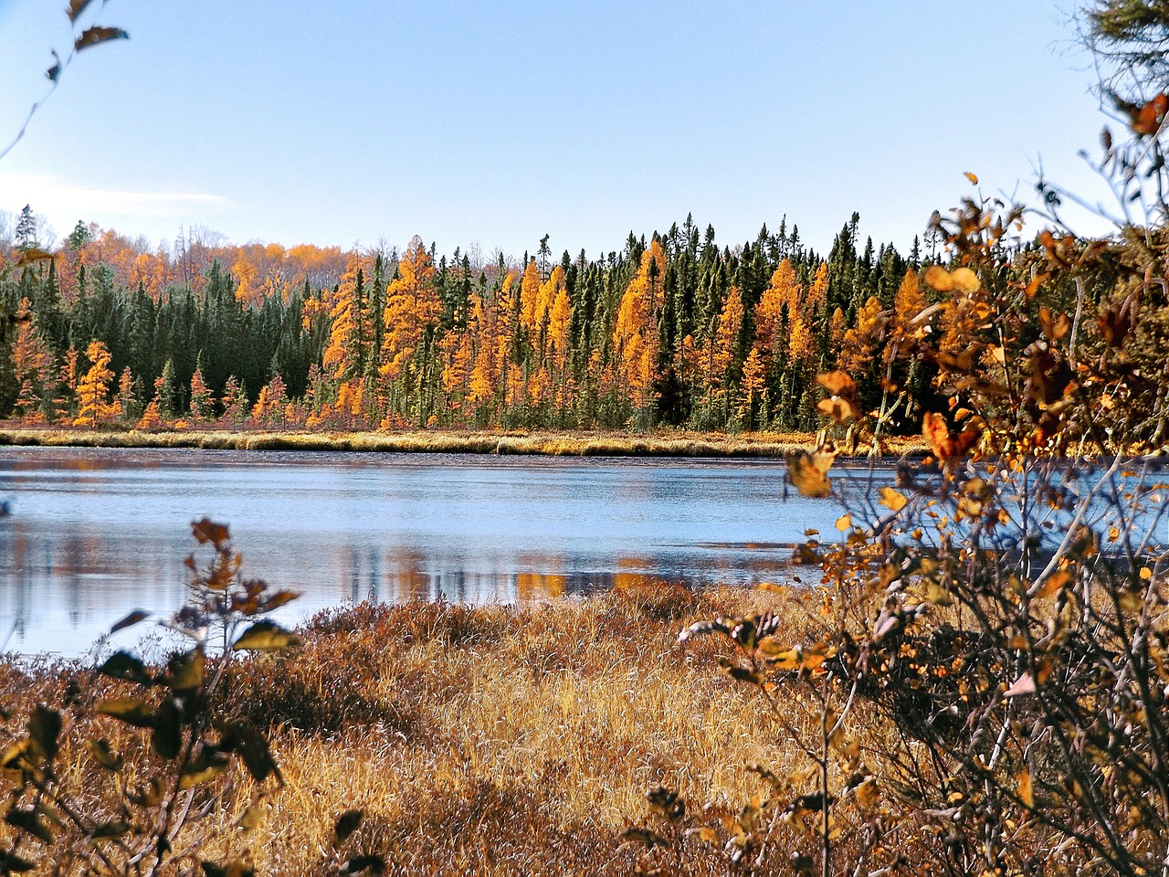 Image - autumn pond wetlands nature