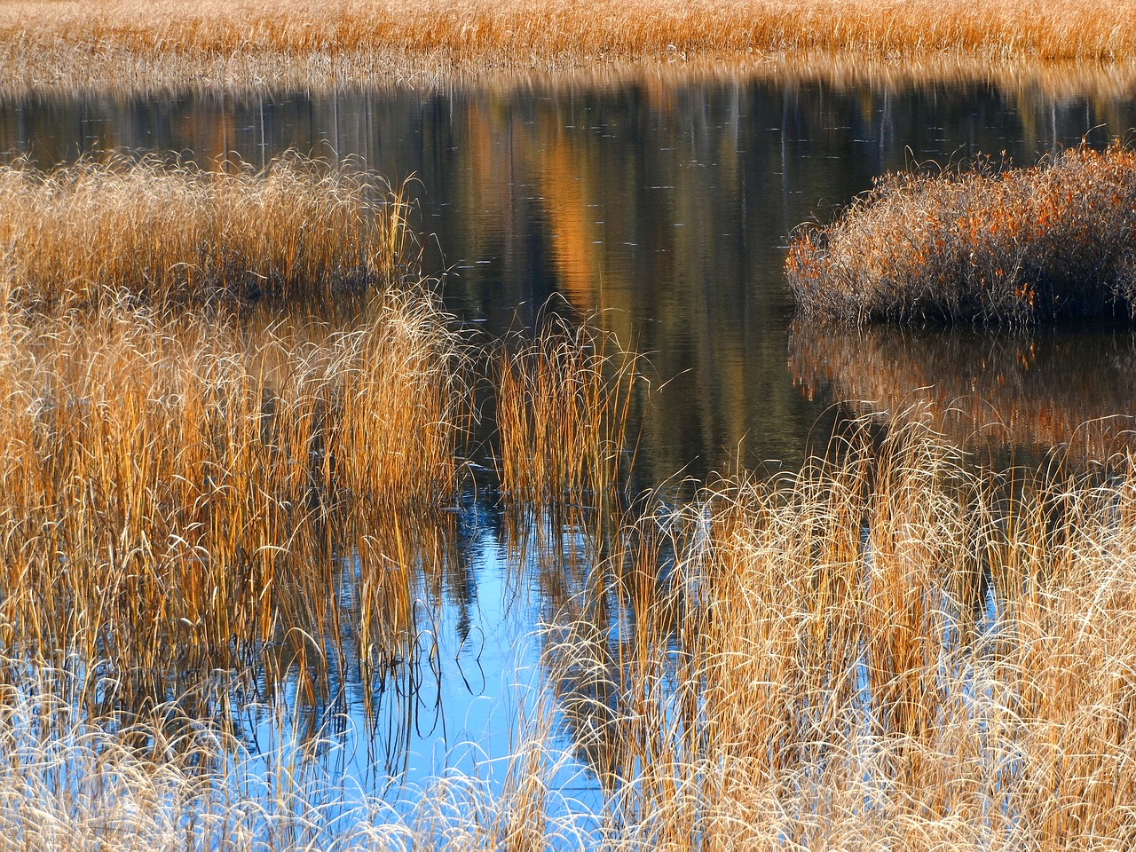 Image - autumn grasses reflections pond