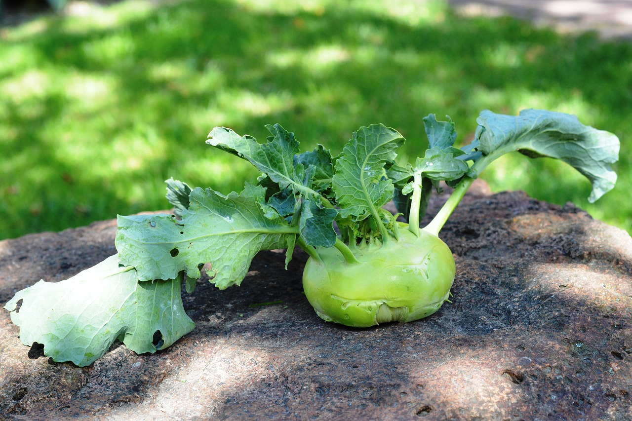 Image - chinese cabbage   kohlrabi kalarepka