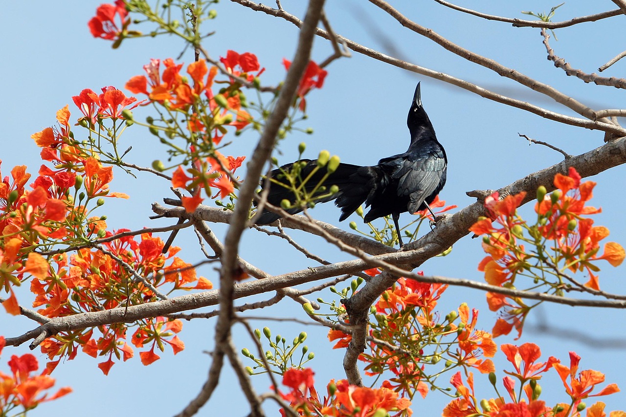 Image - crow ave black flowers