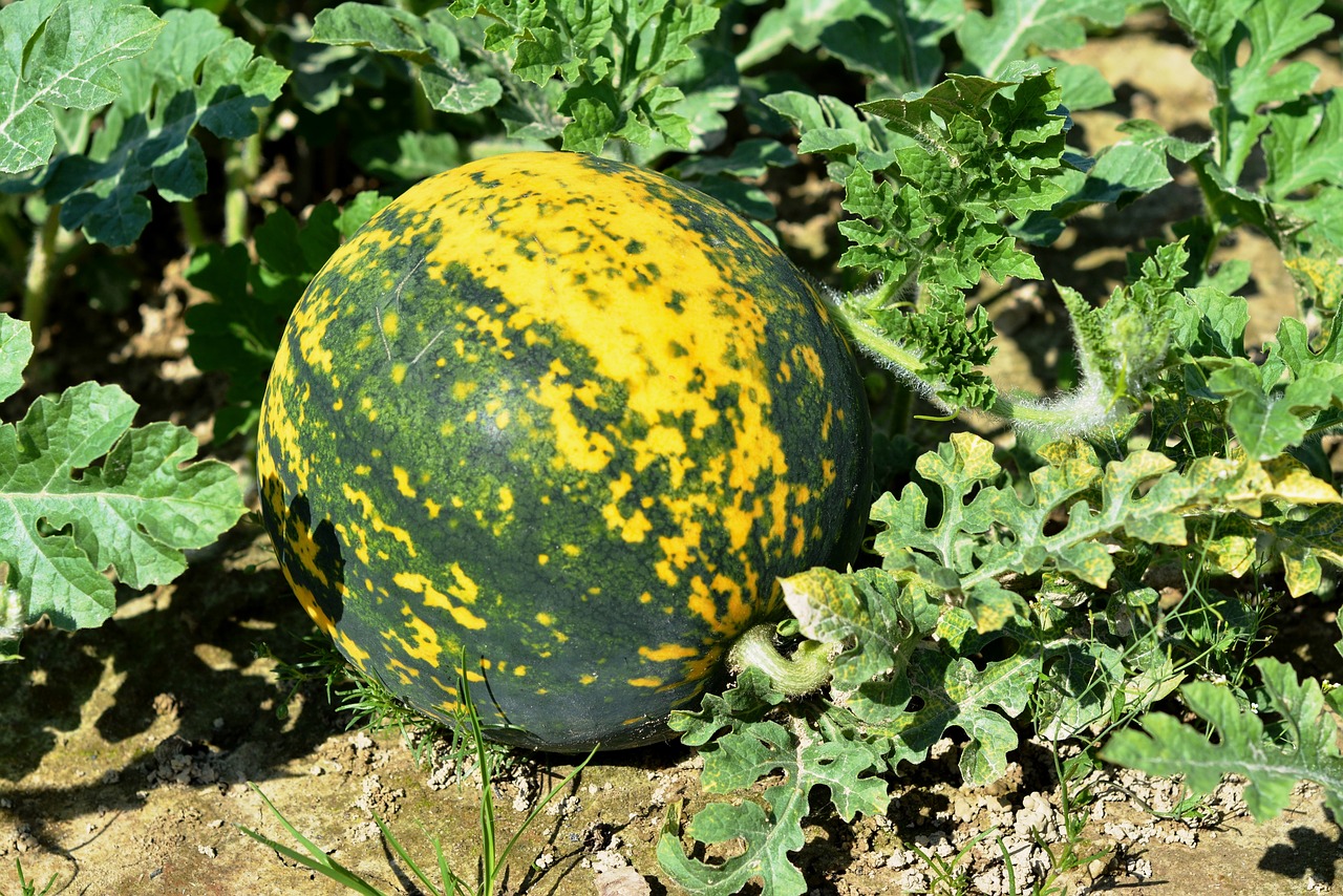 Image - watermelon garden the cultivation of