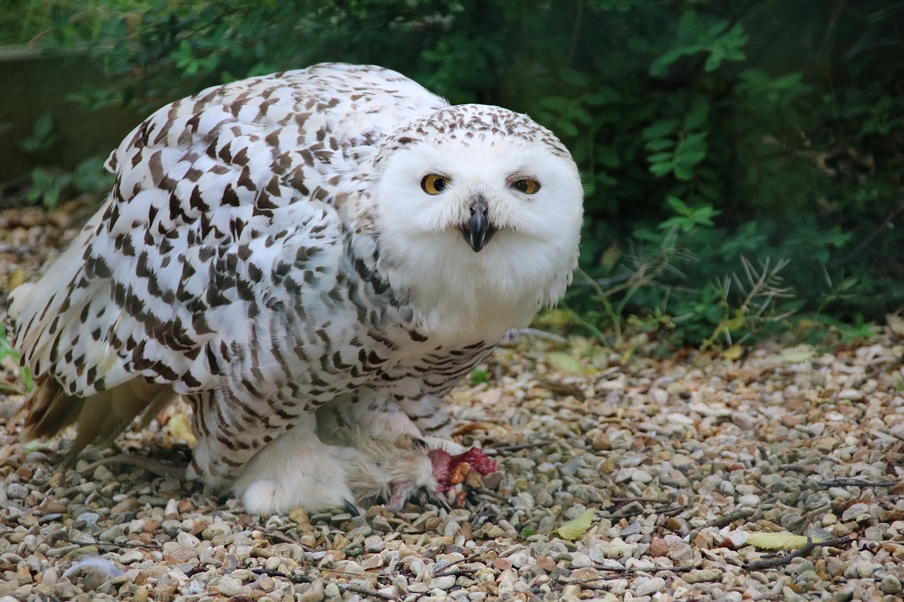 Image - snowy owl owl snowy white wildlife