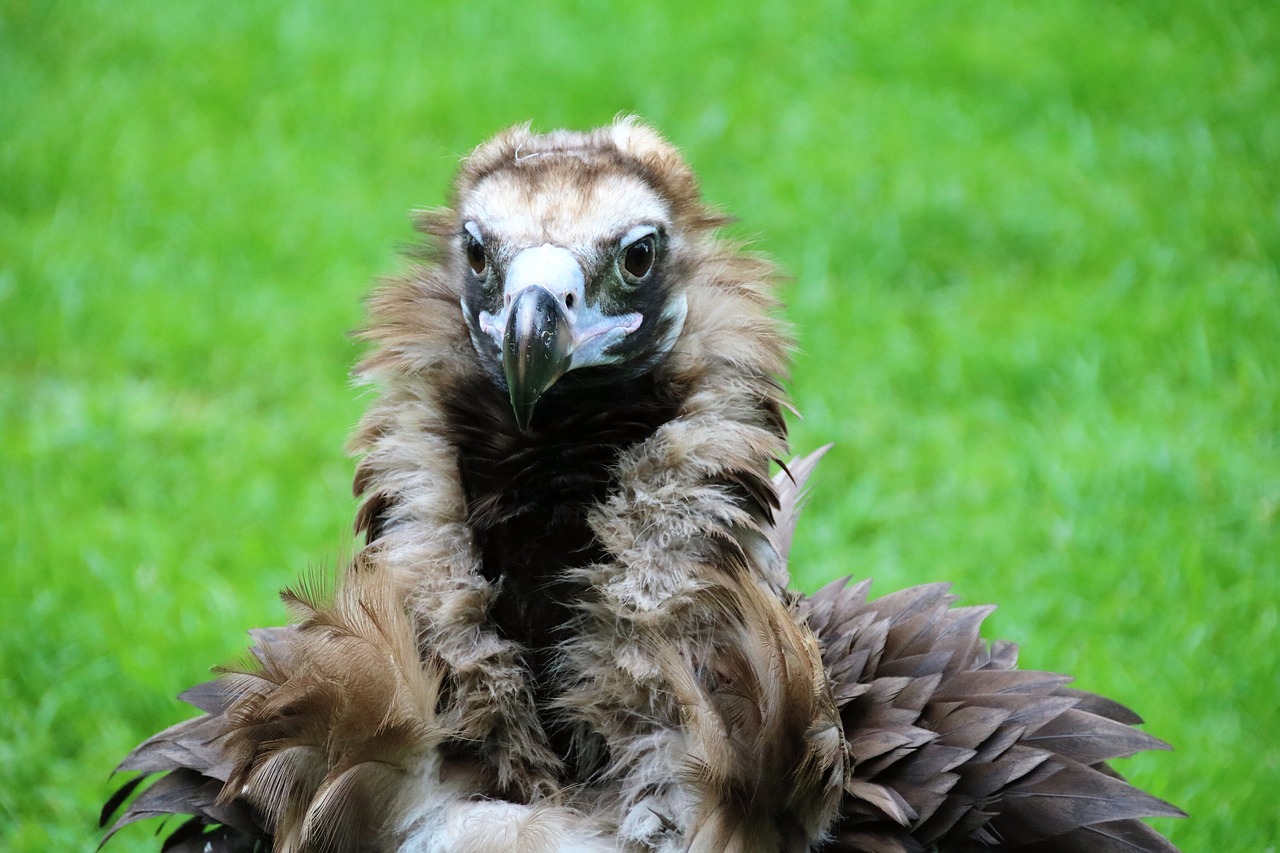 Image - hooded vultures birds of prey