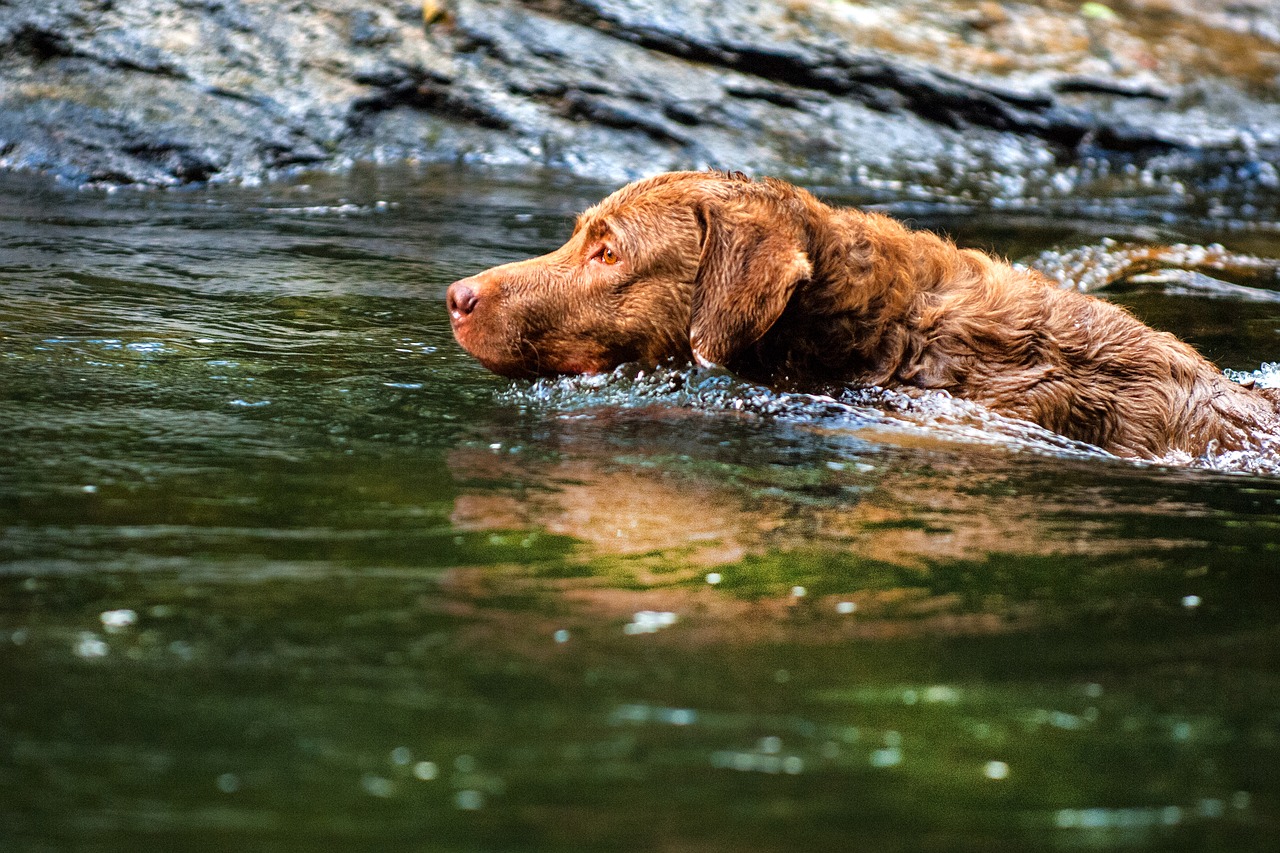 Image - dog chesapeake bay retriever pets