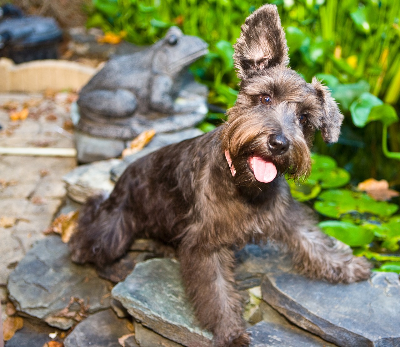 Image - dog puppy silly canine animal