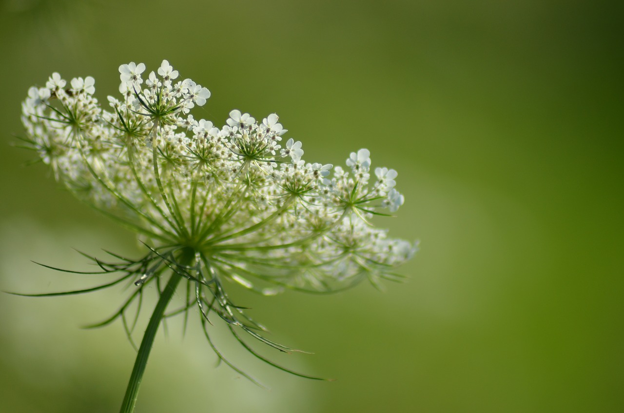 Image - flower fleurs des champs pre field