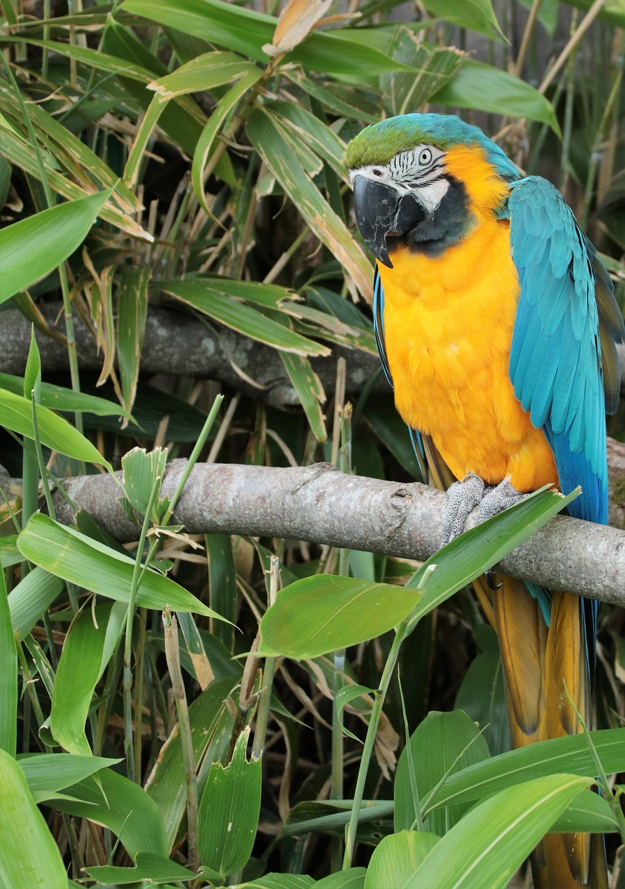 Image - parrot macaw bird tropical