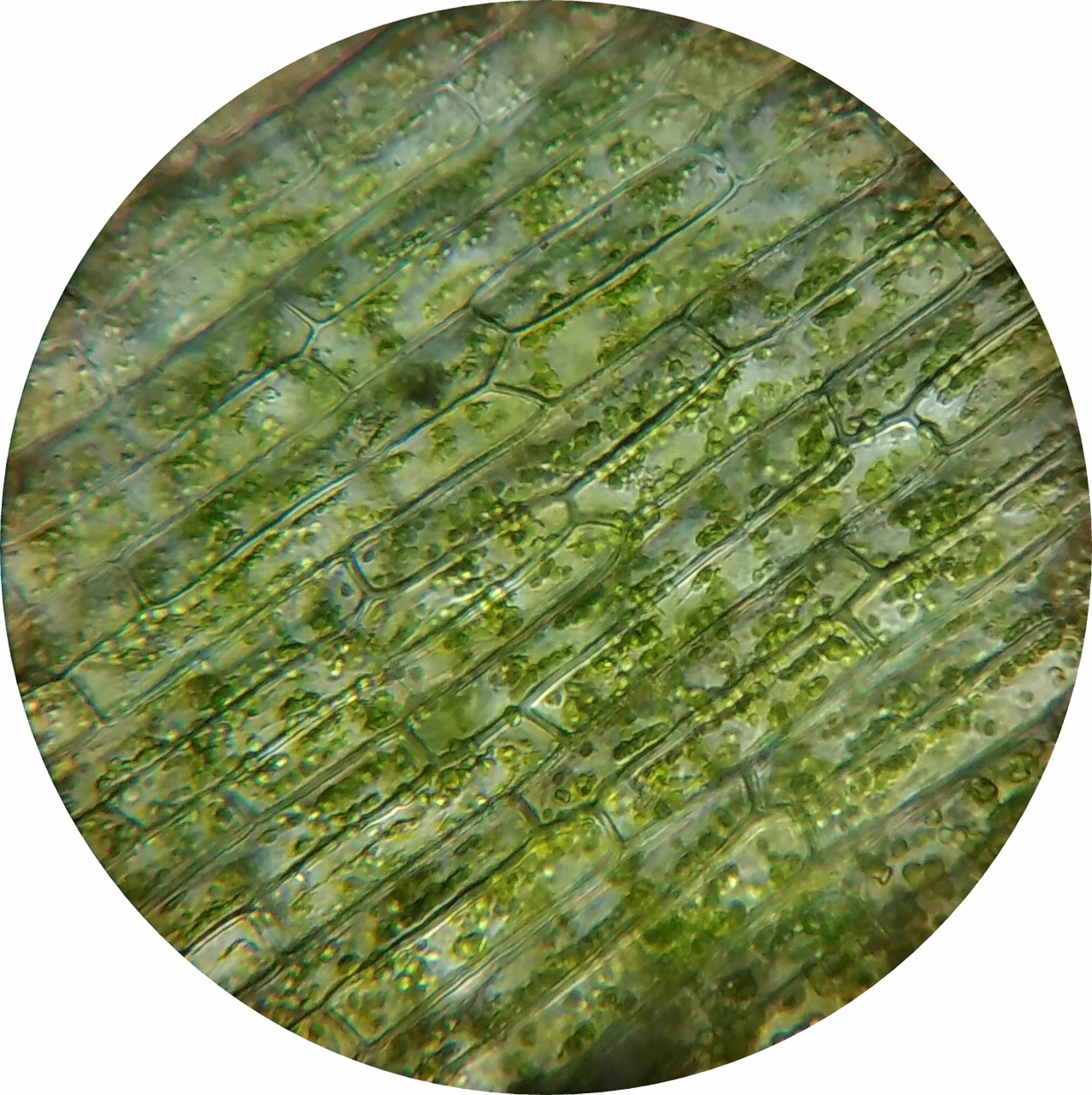 Image - waterweed plant cell mikroskopieren