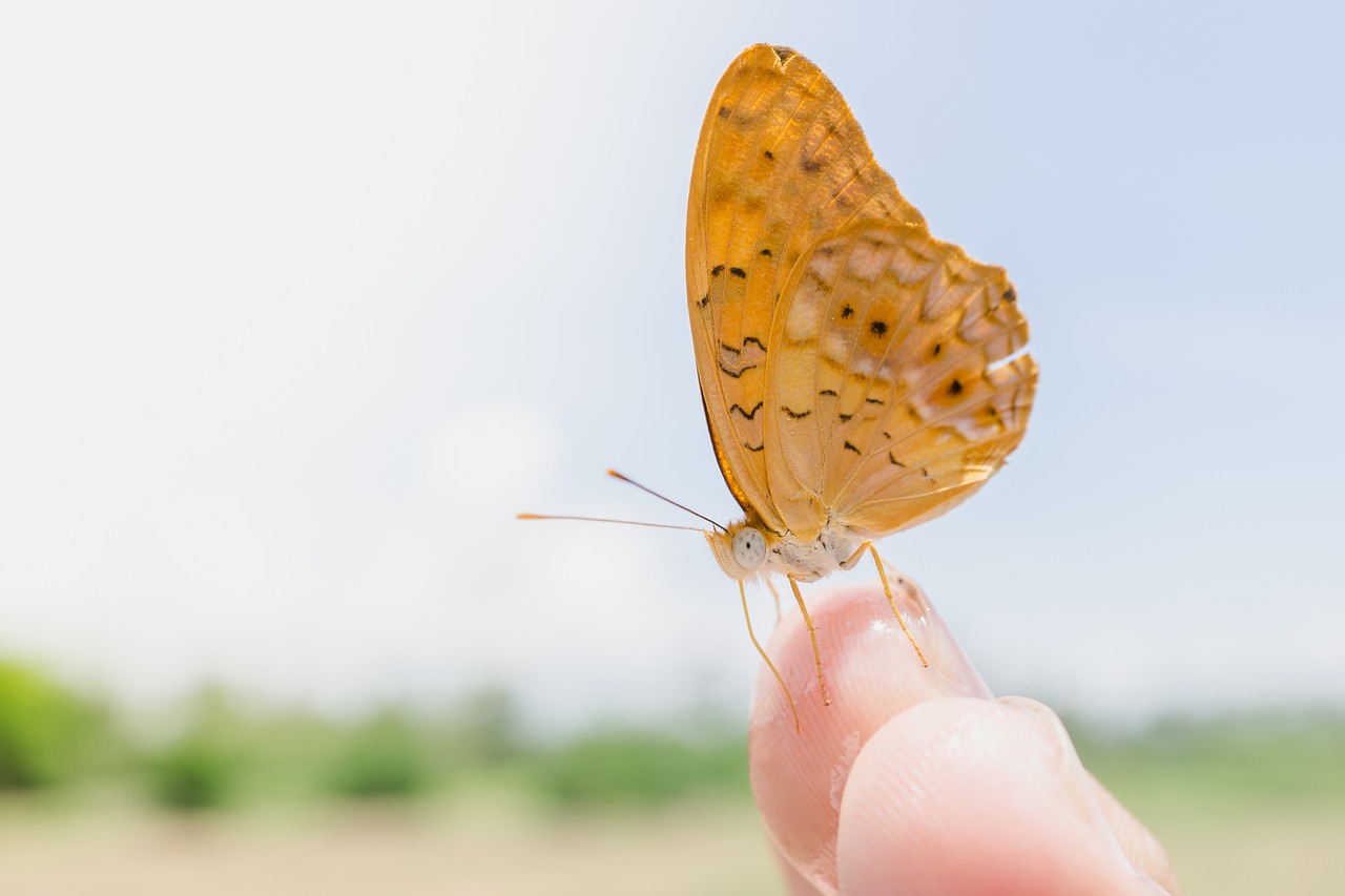 Image - butterfly up close brown wings