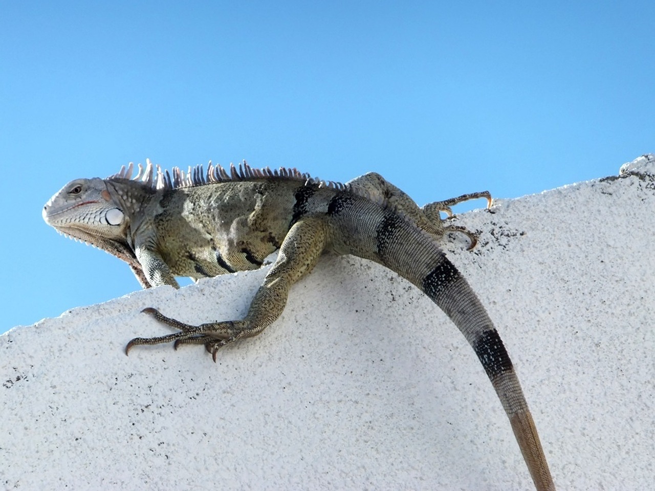 Image - chameleon falcon venezuela animals