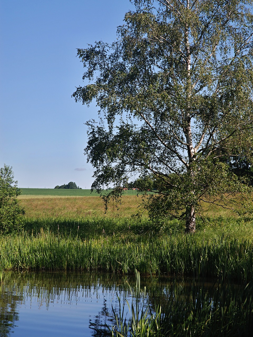 Image - morning summer pond landscape