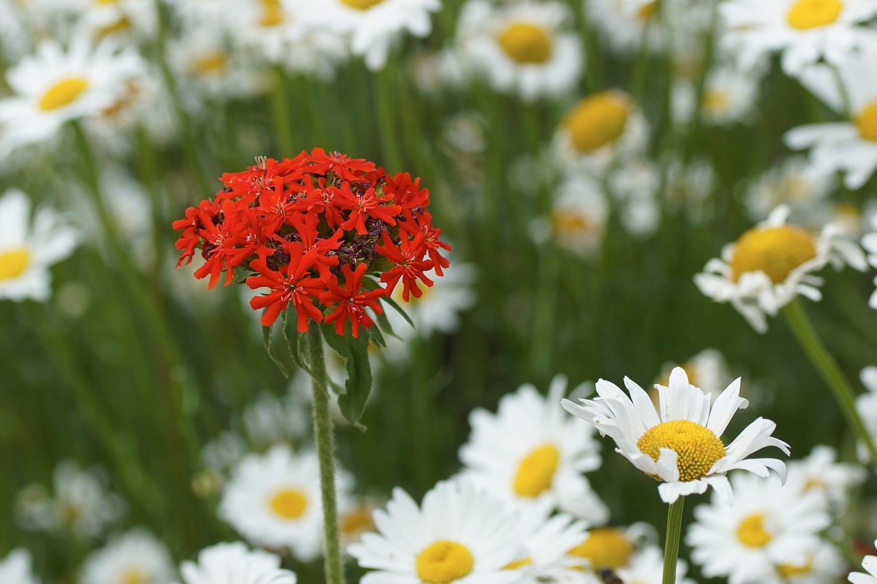 Image - flower daisy red wild bloom