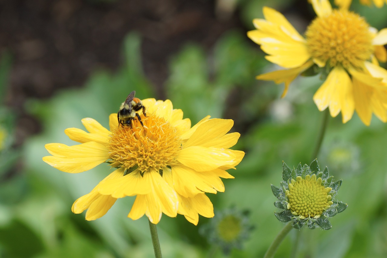 Image - daisy bee yellow flower pollen