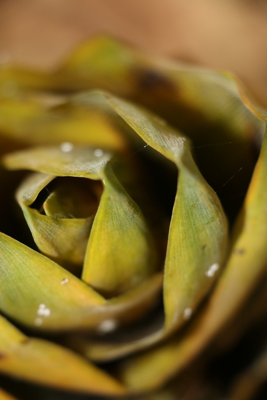 Image - bamboo shoots soil dew