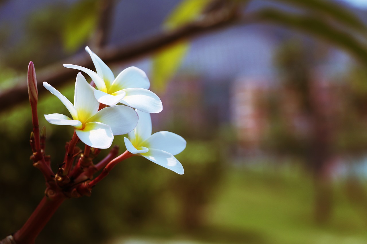 Image - flower plumeria fry yellow flower