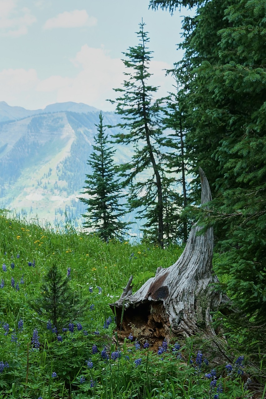 Image - mountain wildflower stump outdoor