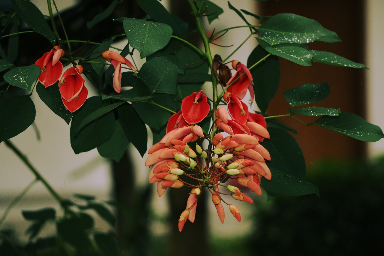 Image - erythrina red flowers green leaf