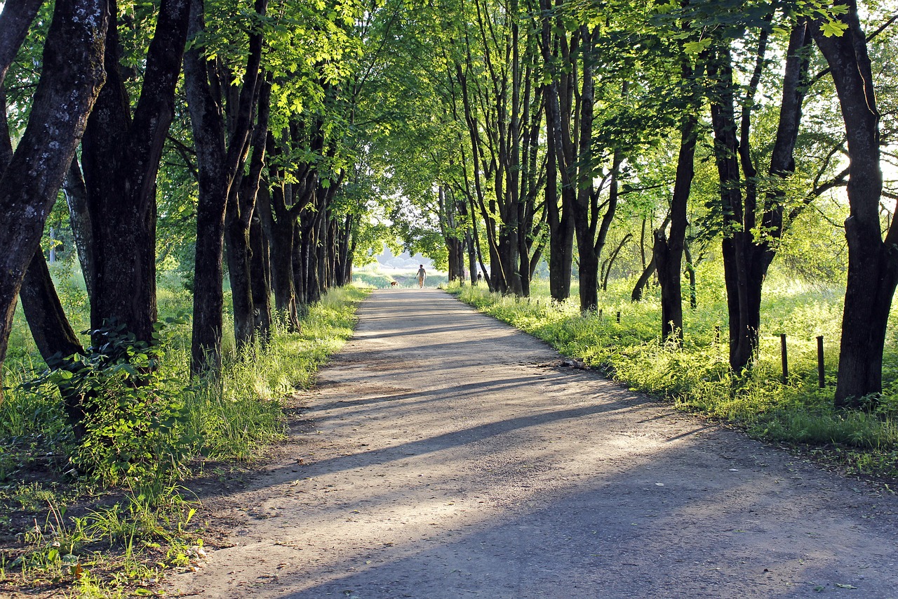 Image - alley basswood river track stroll