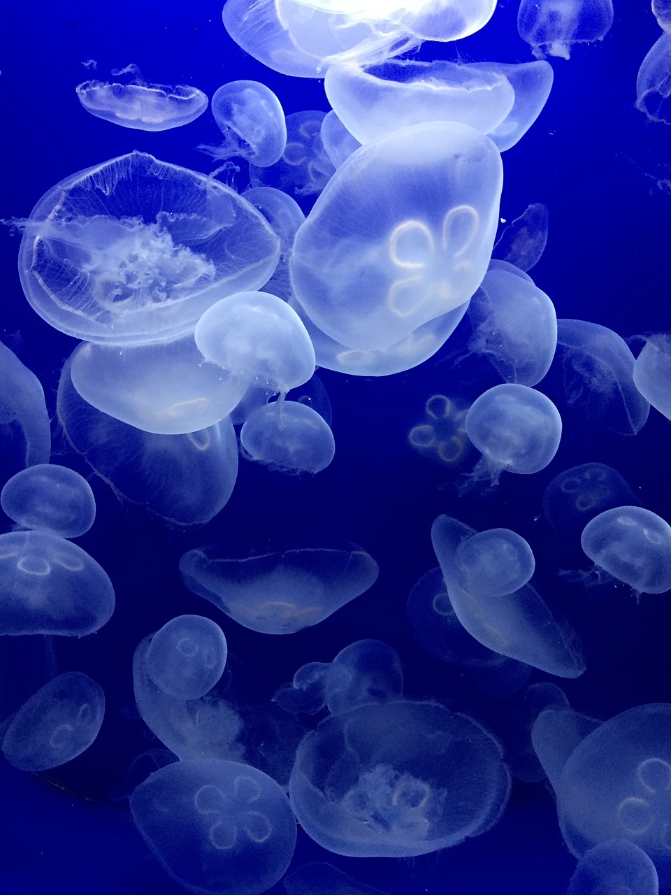 Image - jellyfish sea water animals